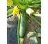 Semillas de calabac�n Zafiro F1