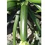 Semillas de calabac�n Wrangler F1
