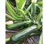 Semillas de calabac�n CZI-10050 F1
