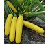Semillas de calabac�n CZI-10052 F1