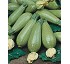 Semillas de calabac�n CZI-9801 F1