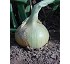 Semillas de cebolla �D�a corto� Babosa