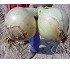 Semillas de cebolla �D�a corto� Spring Staar F1
