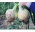 Semillas de cebolla �D�a corto� Kenzo F1