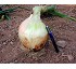 Semillas de cebolla �D�a corto� Mondego F1