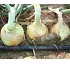 Semillas de cebolla �D�a corto� Mineyutaka F1