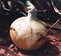Semillas de cebolla �D�a corto� Picayo F1
