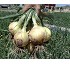Semillas de cebolla �D�a corto� CE-10081 F1