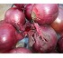 Semillas de cebolla de d�a corto Red Favor F1