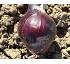 Semillas de cebolla roja Red Moon F1