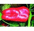 Pimiento de fruto grande Lamuyo Rainbow F1