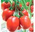 Semillas de Tomate Pera Gautier Atyliade AL142 HF1