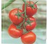 Semillas de Tomate Redondo rama Gautier Manolo HF1