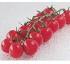 Semillas de Tomate cherry Gautier Matyno HF1