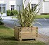 Planters of pine