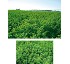 Alfalfa de Arag�n Batlle 