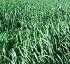 Ray Grass Westerwold Batlle Ray Grass Westerwold