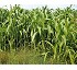 Sorgo Batlle Monster