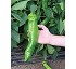 Semillas de pimiento italiano Diamond Seeds DSX-58013 F1