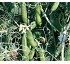 Semillas de guisantes Batlle Guifilo