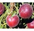 Melocot�n rojo Actel 