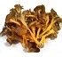 Trompeta amarillas frescas