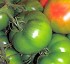Semillas deTomate grueso Elvirado HF1