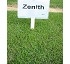 Semillas de Zoysia Zenith