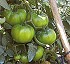 Semillas de Tomate grueso Pintyno HF1