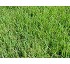 C�sped Agrostis Tenuis Highland 