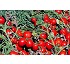 Semillas de Tomate industria Malva F1 