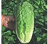 Lechuga romana Pinares 