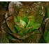 Lechuga romana Dunrobin