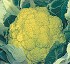 Coliflor Verde Isi 16037 F1 