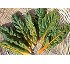 Baby leaf Diyellow Chard 