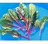 Baby leaf Dimagent Chard 