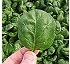 Espinaca Amazon F1 