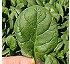Espinaca Columbia F1 