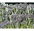 Br�culi summer purple 