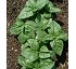 Albahaca Genovesa 