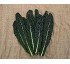 Col negra Nero di Toscana - black cabbage