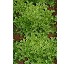 Escarola Ashbrook 