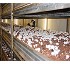 Malla para champi�ones y compost 