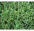R�cula salvaje Voyager (Wild Rocket)