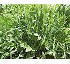 R�cula salvaje Discovery (Wild Rocket)