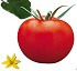 Semillas de tomate Manyla Fit� Larga vida