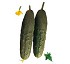 Semillas de Pepino Mondego Fit� Franc�s
