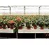 Mesas de cultivo rodantes m�viles y fijas 