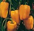Semillas de Pimiento Pek�n Fit� Lamuyo amarillo