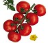 Semillas de tomate Bigram SW Fit� Ramo